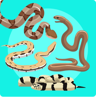 Illustration of five different snake species on a turquoise background.